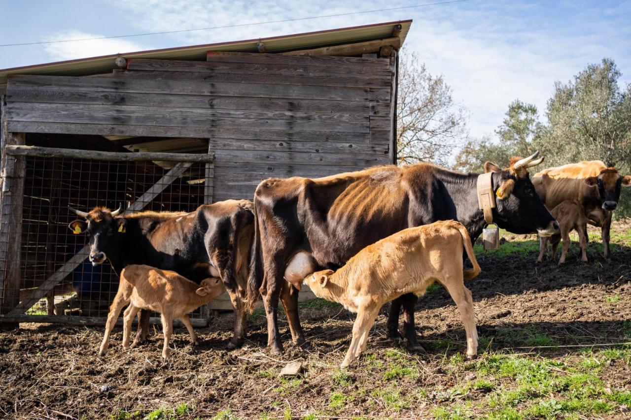 Agriturismo San Basilio Salento Dış mekan fotoğraf